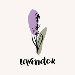 Lavender black and white vector hand draw sketch with colored spots. Hand lettering text. Lavender icon logo design template.