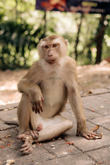 
wild monkeys in natural habitat