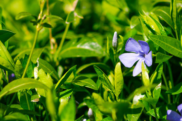 Purple blue flowers of periwinkle vinca minor in spring garden. Vinca minor lesser periwinkle...
