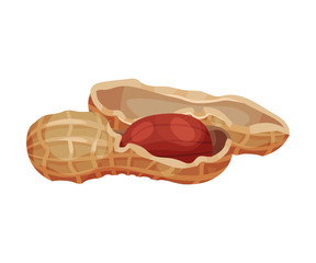 Peanut Kernel in Nutshell Isolated on White Background Vector Illustration