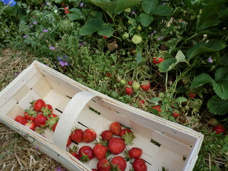 fresh and ripe strawberries on the farm