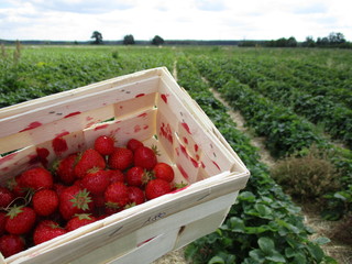 Basket with fresh and ripe strawberries on the farm