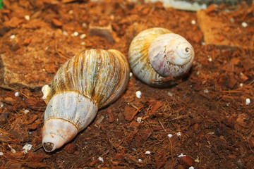 Giant African snails Achatina walk in terrarium. Achatina snail close up. It is used in cosmetology. Awakened Snail Day. 
Tropical brown shell of snail Achatina fulica. 
World Leisure Day