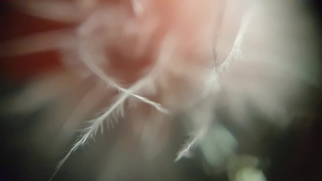 
background feather move