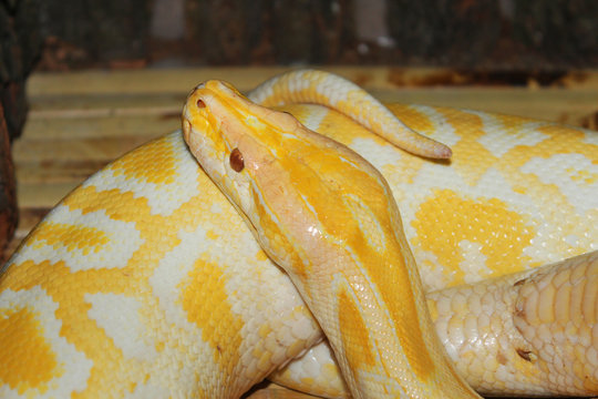 Portrait of a Tiger Albino python snake.
Beautiful reptile. 
International Snake Day, July 16th. Concept of pet reptiles
International Reptile Day.