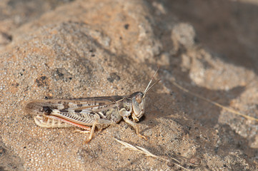 Canarian pincer grasshopper Calliptamus plebeius. Integral Natural Reserve of Inagua. Gran Canaria. Canary Islands. Spain.