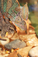 Yemeni chameleon or helmet-bearing (Chamaeleo calyptratus). Beautiful and colorful lizard. Tropical animal. It feeds on insects. 
Concept of pet reptiles
International Reptile Day.