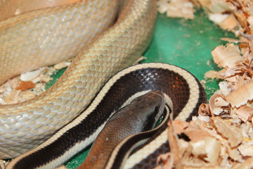 Portrait view of a Beauty rat snake (Elaphe taeniurus).
Thin-tailed climbing snake. Beautiful reptile. 
International Snake Day, July 16th.
International Reptile Day