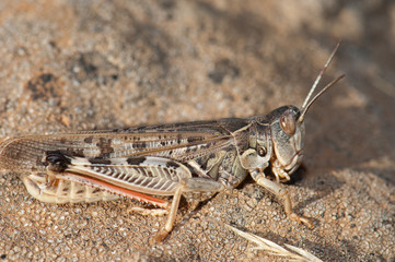 Canarian pincer grasshopper Calliptamus plebeius. Integral Natural Reserve of Inagua. Gran Canaria....