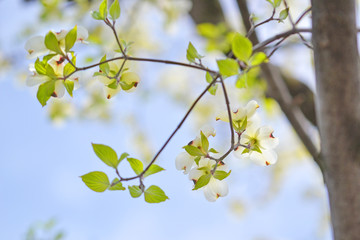 白いハナミズキ