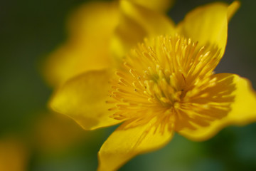 Żółte wiosenne Kaczeńce w łagodnym oświetleniu słonecznym w zbliżeniu (makro)