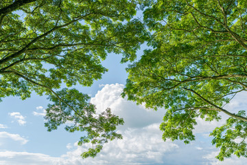 Panorama landscape. amazing and beautiful shade big green tree looking up towards the sky from under a large old live oak trees.