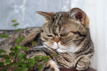 落ち込む表情の猫アメリカンショートヘア