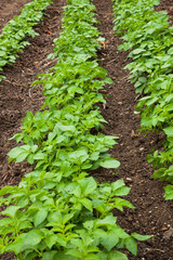 Rangées de pommes de terre après la pluie
