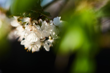 Kwiaty dzikiej wiśni w promieniach zachodzącego słońca © Marek Szymski