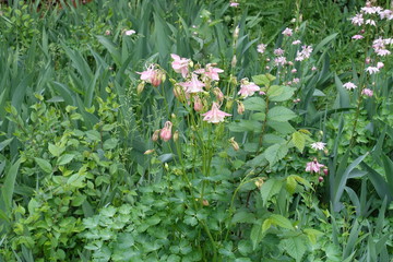 Obraz na płótnie Canvas Light pink flowers of Aquilegia vulgaris in May