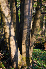 Charakterystyczny pień drzewa w wiosennym lesie