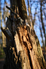 Stare drzewo zniszczone chorobą i złamane w słonecznym lesie