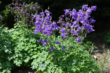 Purple flowers of Aquilegia vulgaris in mid May