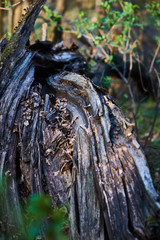 Stare drzewo zniszczone chorobą i złamane w słonecznym lesie