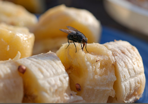 mouche sur une banane 