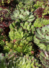 Fototapeta premium Różne odmiany Sempervivum