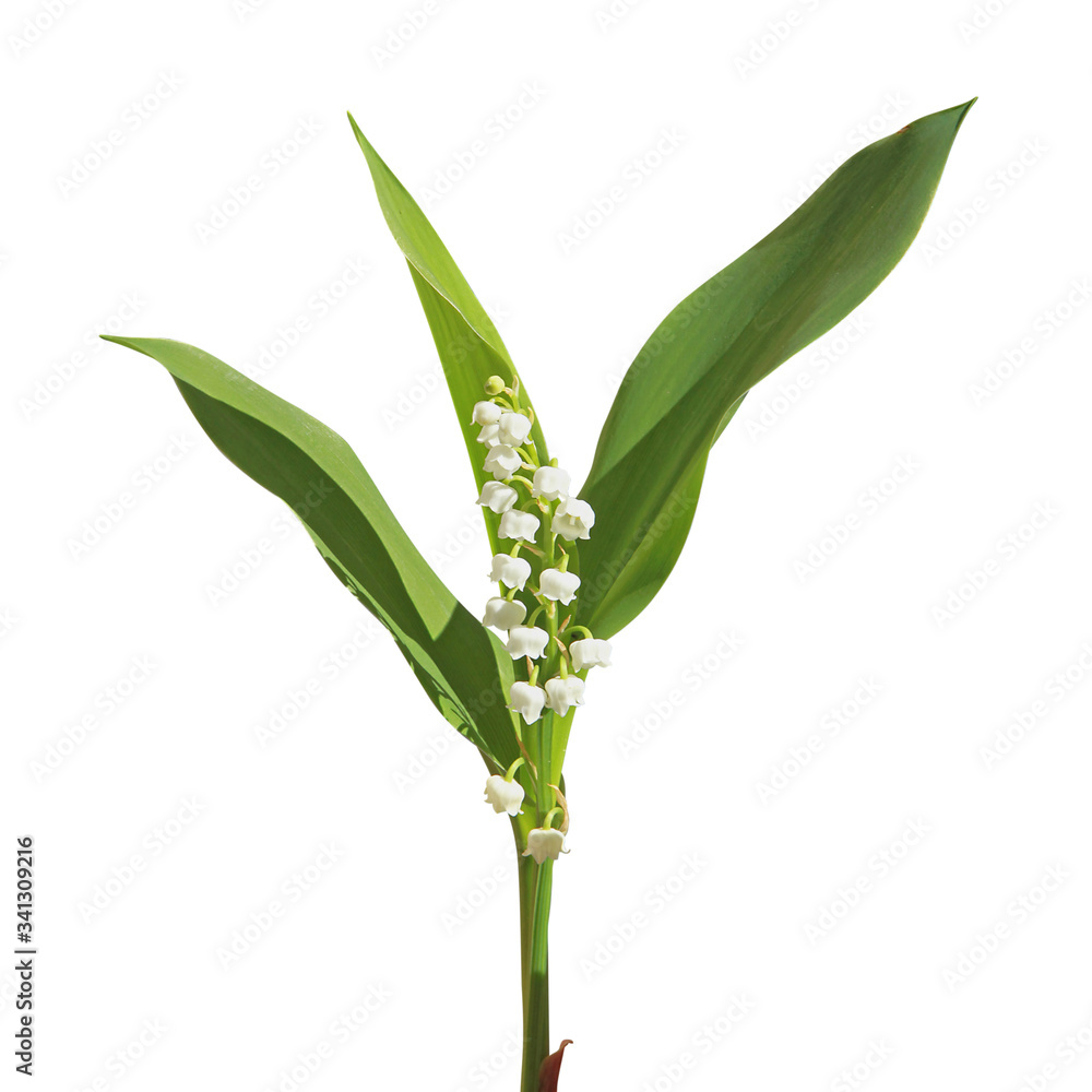 Wall mural Brin de muguet avec feuilles	