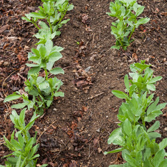 Rangs de fèves dans un jardin après la pluie