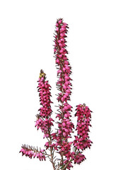 Bruyère Erica darleyensis