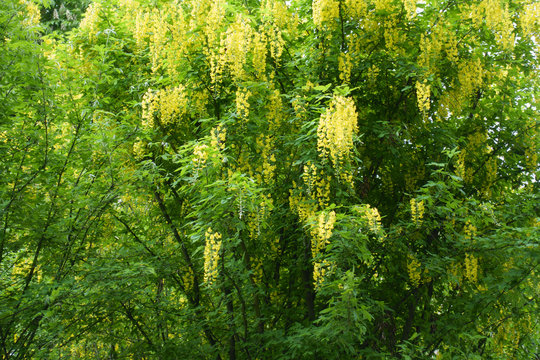 A lot of yellow racemes of Laburnum anagyroides in May
