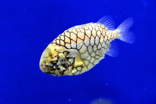 鱗がとても固い魚　マツカサウオの泳ぐ姿