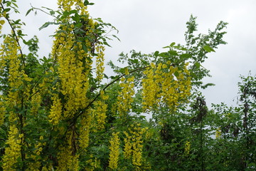 Branches of Laburnum anagyroides with long panicles of yellow flowers in May