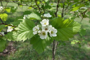 Bud and white flowers of Crataegus submollis in May