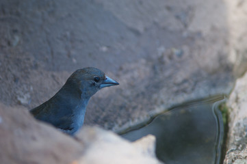 Gran Canaria blue chaffinch Fringilla polatzeki. Second year male drinking water. Natural Reserve of Inagua. Gran Canaria. Canary Islands. Spain.