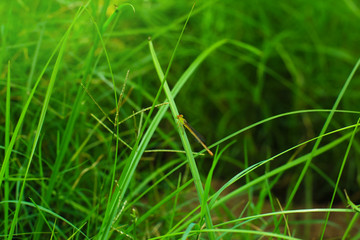 green tail dragon fly sitting on the grass in uttarpradesh, india