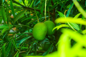 varanshi special mangoes in india. two green mangoes hanging on the tree.