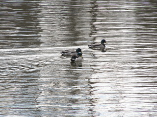 ducks on the water