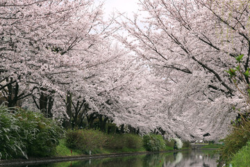 京都　桜並木　横