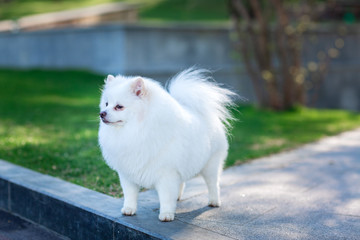 White small pomeranian spitz sitting on the lawn outdoor