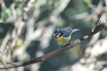 African blue tit Cyanistes teneriffae hedwigii. Integral Natural Reserve of Inagua. Tejeda. Gran Canaria. Canary Islands. Spain.
