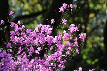 コバノミツバツツジ