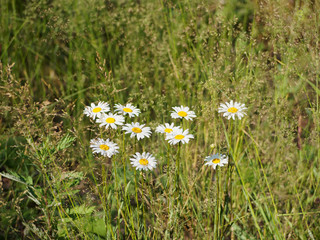 Chamomile in the field. Medicinal plant chamomile. Folk medicine.
