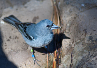 Gran Canaria blue chaffinch Fringilla polatzeki. Male. Integral Natural Reserve of Inagua. Tejeda. Gran Canaria. Canary Islands. Spain.