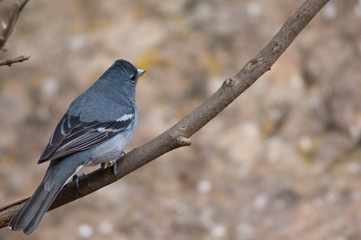 Gran Canaria blue chaffinch Fringilla polatzeki. Male. Integral Natural Reserve of Inagua. Tejeda. Gran Canaria. Canary Islands. Spain.