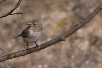 Gran Canaria blue chaffinch Fringilla polatzeki. Female. Integral Natural Reserve of Inagua. Tejeda. Gran Canaria. Canary Islands. Spain.