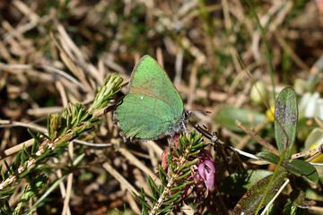 Grüner Zipfelfalter, Callophrys rubi, auf Erica carnea, Schneeheide im April, Frühling