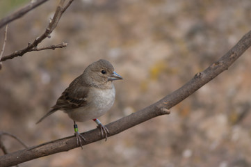Gran Canaria blue chaffinch Fringilla polatzeki. Female. Integral Natural Reserve of Inagua. Tejeda. Gran Canaria. Canary Islands. Spain.