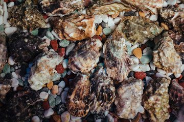 Raw oysters in the water for background.