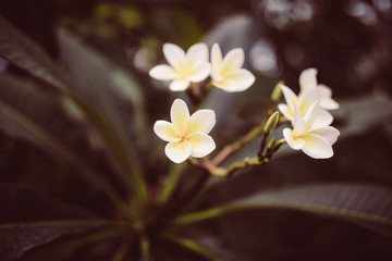 Fototapeta na wymiar Weiße Blüten mit grünen Blättern