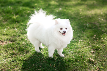White small pomeranian spitz sitting on the lawn outdoor